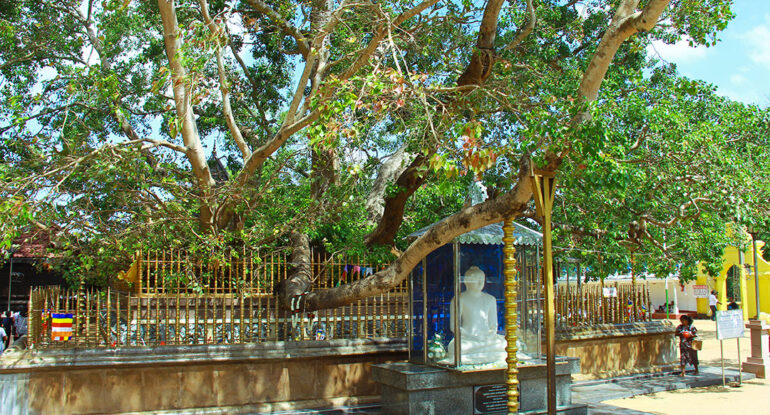 Kataragama Bo tree