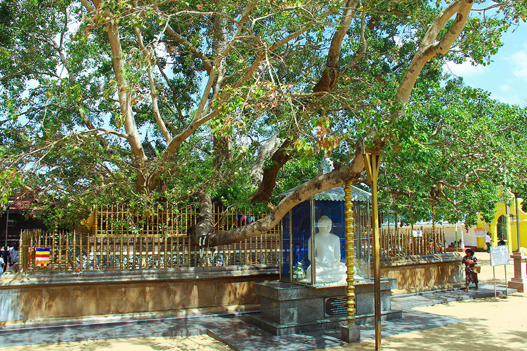 Kataragama Bo tree